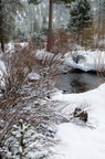 creek in the snow